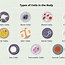 Image result for Different Cell Shapes
