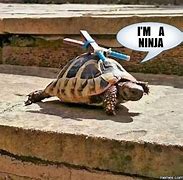 Image result for Ninja Love Meme