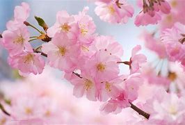 Image result for Cherry Blossom Screensaver Free