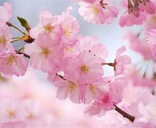 Image result for Beautiful Cherry Blossoms