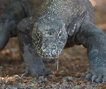 Image result for Komodo Dragon Fortnite Skin