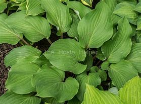 Image result for Hosta Harry van der Laar