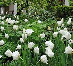 Image result for Tulipa Honeymoon