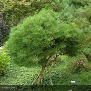 Image result for Pinus nigra Pierrick Brégeon