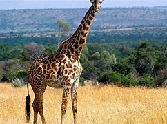 Image result for Cool Giraffe
