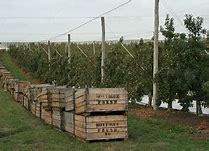 Image result for Apple Sacks Over Crate
