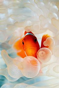 Image result for Steve Jobs Clownfish Wallpaper