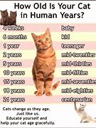 Image result for Forty-Four Cats in Real Life