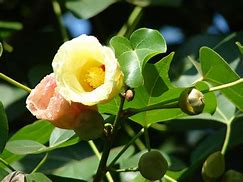 Image result for A Plant Called Milo