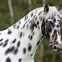 Image result for Black Horse with White