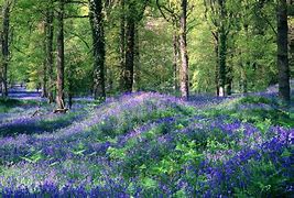 Image result for Beautiful Blue Flower Forest
