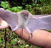 Image result for Fruit Bat Tail