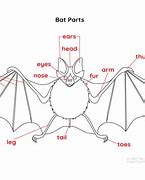 Image result for Bat Skeleton