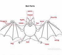Image result for Bat Identification
