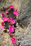 Image result for High Desert Cactus