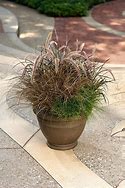 Image result for Small Grass Bunch