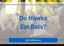 Image result for bats hawks facts