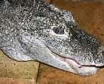 Image result for Crocodile Nose