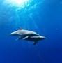 Image result for Dolphins Swimming Underwater