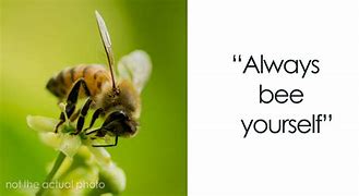 Image result for Clever Bee Puns