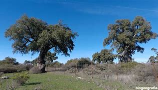 Image result for alclrnocal