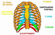 organi gabbia toracica sistema schelettrico organi gabbia toracica sistema schelettrico
