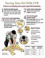 Image result for Dog CPR Chart