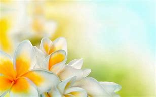 Image result for Soft White Flower Background