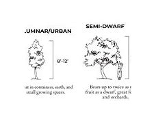 Image result for Apple Tree Size Chart