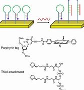 Image result for Schematic of DNA Hairpin