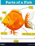 Image result for Fish Diagram for Kids