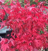 Image result for Acer palmatum Redwine