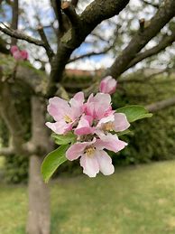 Image result for Apple Tree in Blossom