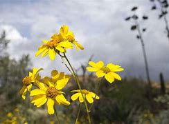 Image result for Yellow Arizona Wildflowers