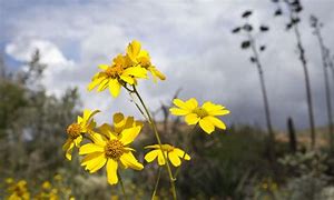 Image result for Flowers in Arizona