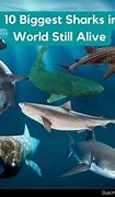 Image result for Top 10 Biggest Sharks in the World