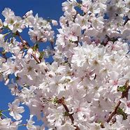Image result for Prunus nipponica Brilliant
