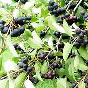 Aronia melanocarpa Professor Ed-साठीचा प्रतिमा निकाल