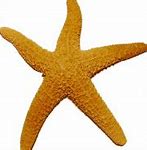 Image result for Starfish Underwater