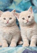 Image result for Cute Fluffy Kittens Wallpaper