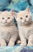 Image result for Adorable Cats