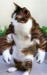 Image result for Muscle Cat Meme