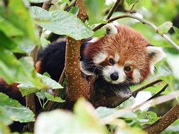 Image result for Giant Panda Endangered