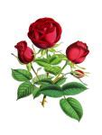 Image result for A Rose Flower