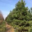 Pinus nigra nigra 的圖片結果