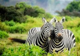Image result for Kenya Safari Tours