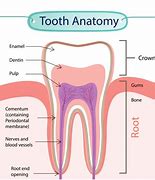 Image result for Tooth Diagram