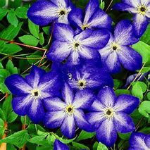 Image result for Clematis Seeds Bonsai Flower