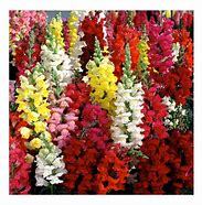 Image result for Butterfly Garden Seed Mix