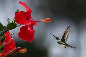 Image result for Hummingbird Lotus Flower Meme